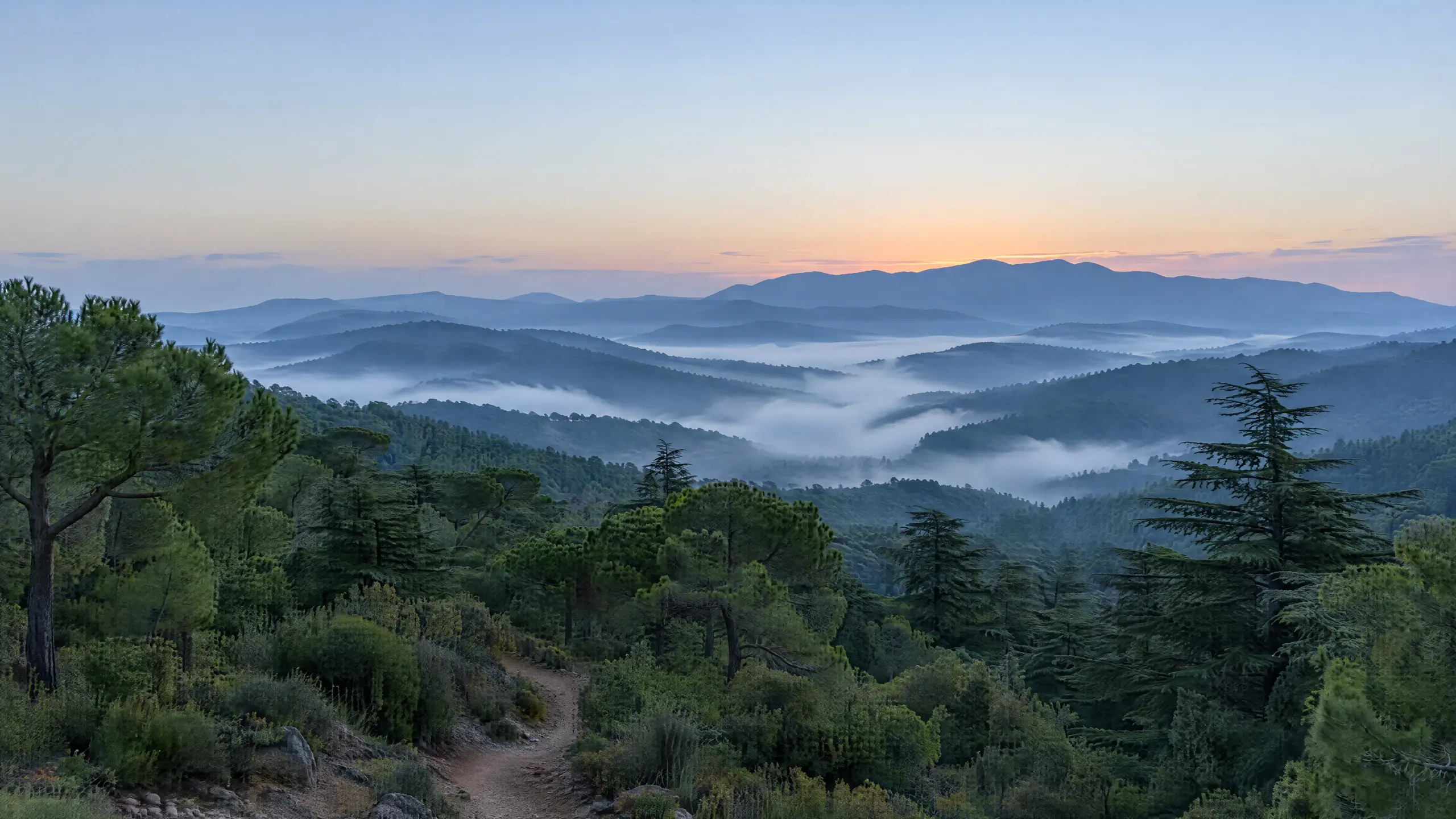 Pine covered hills of the Paphos forest in morning mist before sunrise